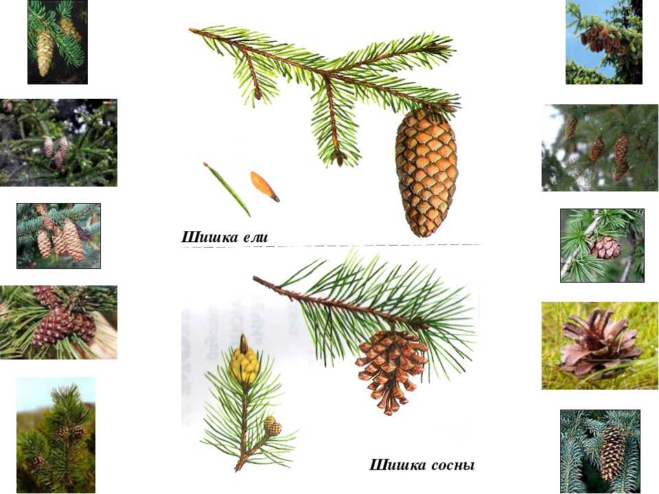 Шишки хвойных деревьев фото с названиями и описанием