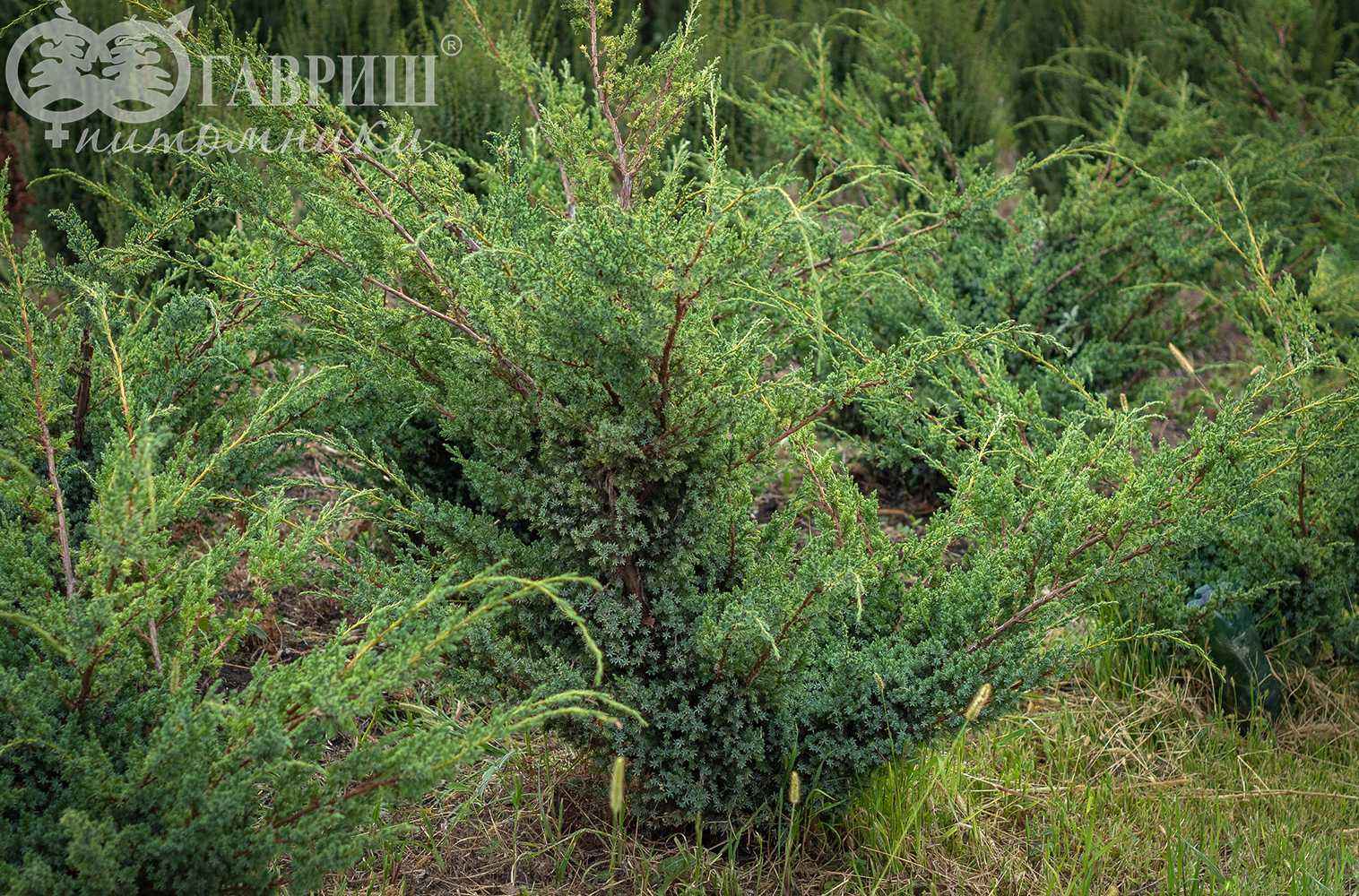 Можжевельник голубой вертикальный фото