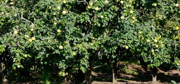 Айва фото как растет