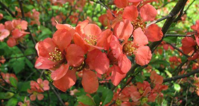 Айва кустарник посадка и уход в открытом грунте – характеристика, посадка, уход, размножение семенами, черенками, пересадка, польза и вред, сорта, применение в ландшафтном дизайне