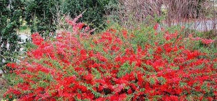 Айва японская посадка и уход в подмосковье