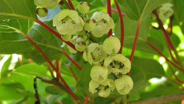 Актинидия растение фото – выращивание и уход весной, обрезка, чем подкормить и как размножить, опора для актинидии, видео