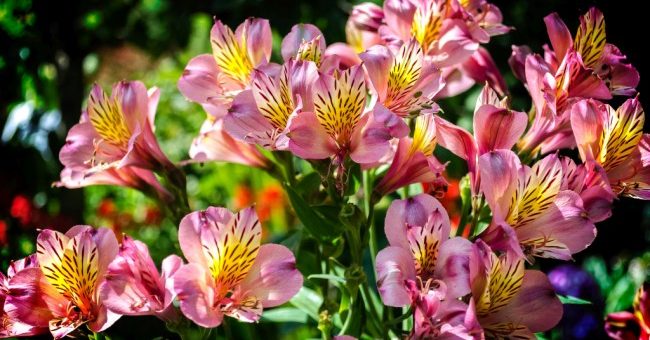 Альмерия цветы – Альстромерия цветок. Описание, особенности, виды и уход за альстромерией