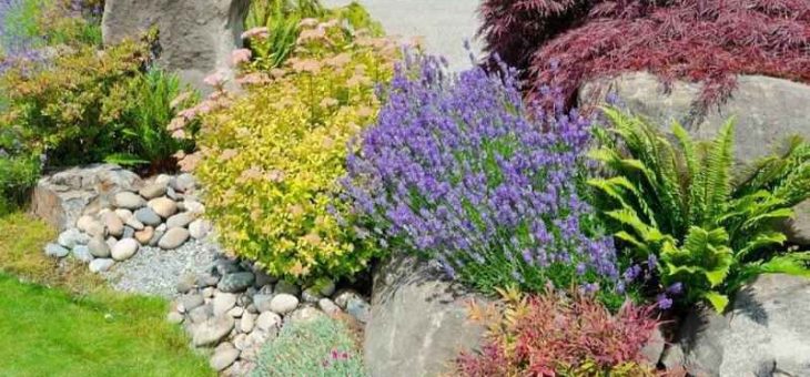 Альпийская горка своими руками фото для начинающих – пошаговое фото и схемы для начинающих, инструкция по оформлению альпинария на даче, как правильно сделать дизайн горки