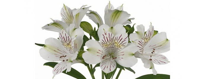 Альстромерия букет фото – Альстромерии каталог, сорта альстромерий, фото, купить недорого букет альстромерий с доставкой.