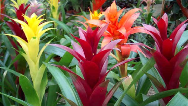 Ампельная глоксиния – жизненный цикл, особенности посадки, условия и правила выращивания, содержание в зимний период, технология вегетативного размножения