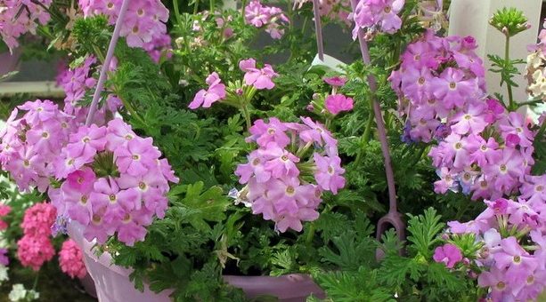 Ампельная вербена – как высевать семена для посадки, каковы условия содержания и ухода при выращивании, какие есть сорта красного цветения и как выглядит на фото?