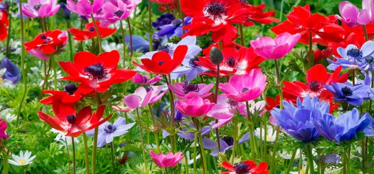 Анемона де каен уход и посадка – Цветок анемона: посадка и уход, фото, выращивание и виды: корончатая, махровая и т.д.