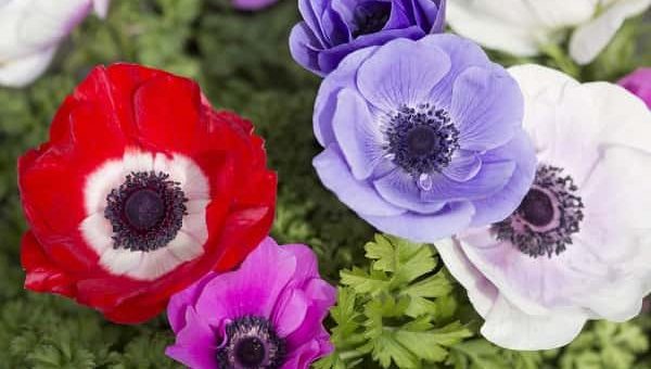 Анемона посадка и уход фото