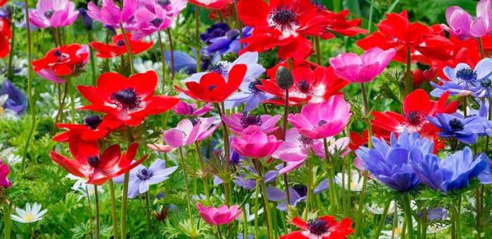 Анемоны цветы фото – описание, японская, корончатая, махровая, другие виды, сорта, посадка, уход, выращивание, размножение, сочетание с другими растениям