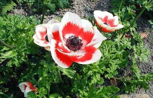 Анемоны фото и описание – описание, японская, корончатая, махровая, другие виды, сорта, посадка, уход, выращивание, размножение, сочетание с другими растениям