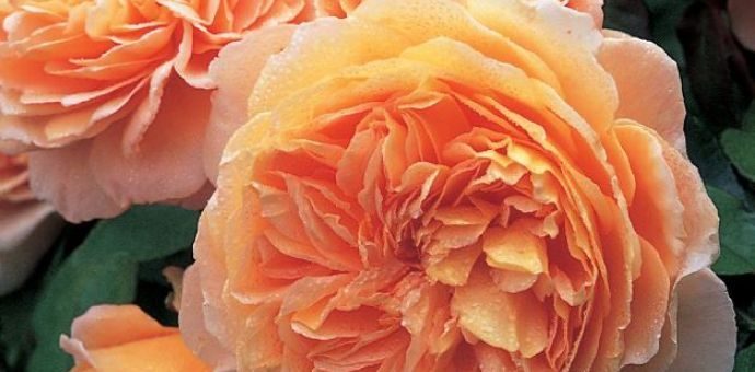 Английские розы сорта фото – характеристика, сорта, выбор и посадка саженцев, уход, полив, обрезка, подкормка, подготовка к зиме, болезни и вредители, правила размещения в саду и сочетания с другими растениями