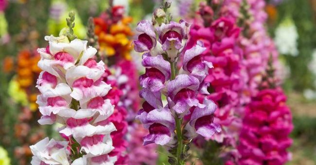 Антирринум посадка и уход в открытом грунте фото – ампельный, низкорослый, выращивание рассады из семян в домашних условиях, посадка, уход, фото, видео