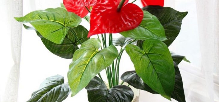 Антуриум белый – уход в домашних условиях, виды цветов (хрустальный, микс, Шерцера, Андре чемпион и т.д.), посадка, пересадка, размножение, болезни и вредители, фото и видео