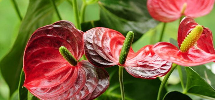 Антуриум фламинго розовый – Правильный уход за антуриумом в домашних условиях. Пересадка антуриума, размножение и фото растения