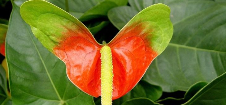 Антуриум фото желтый – Фото Антуриума Андрэ, Бейкера, величественного, Гукера, лазящего, многождырассеченного, хрустального и Шерцера