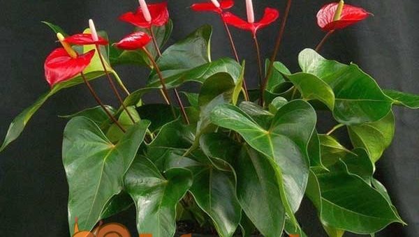 Антуриум голубой – описание, сорта, условия выращивания, способы размножения, борьба с вредителями и болезнями, приметы и суеверия