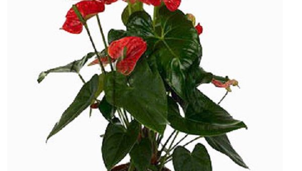 Антуриум мадурал – Купить Антуриум Андрианум Мадурал | Антуриумы | Красиво-цветущие | Горшечные цветы и растения