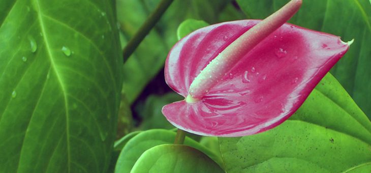 Антуриум пинк – Домашний антуриум: уход в домашних условиях, фото антуриума, пересадка и болезни: почему антуриум желтеет