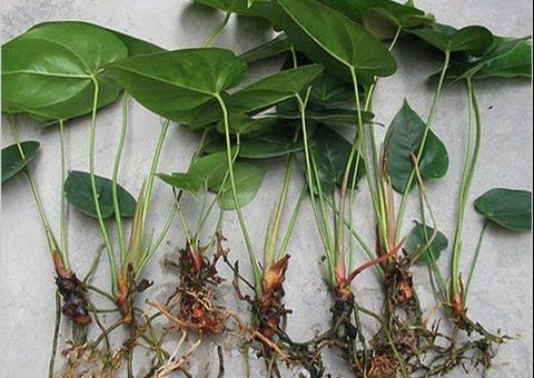 Антуриум размножение и уход