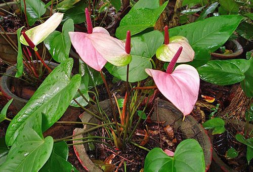 Антуриум семена – как выглядят на фото, что надо знать о размножении цветка, чтобы вырастить в домашних условиях, каким образом сажать?