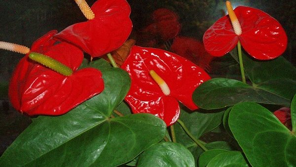 Антуриум уход в домашних условиях болезни фото