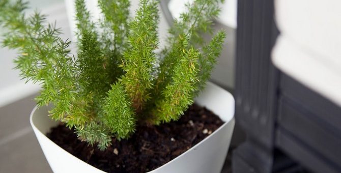 Аспарагус фото уход в домашних условиях размножение – Аспарагус – уход в домашних условиях. Выращивание аспарагуса, пересадка и размножение. Описание, виды. Фото — Flowertimes.ru