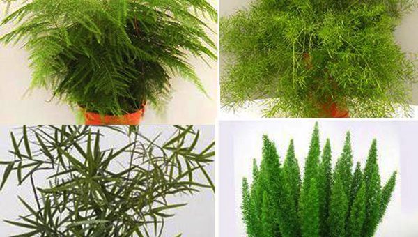 Аспарагус комнатный виды и фото – Фото Аспарагуса кистевидного, медеолойдес, Мейера, обыкновенного, перистого, серповидного, спаржевидного, тончайшего, Шпренгера