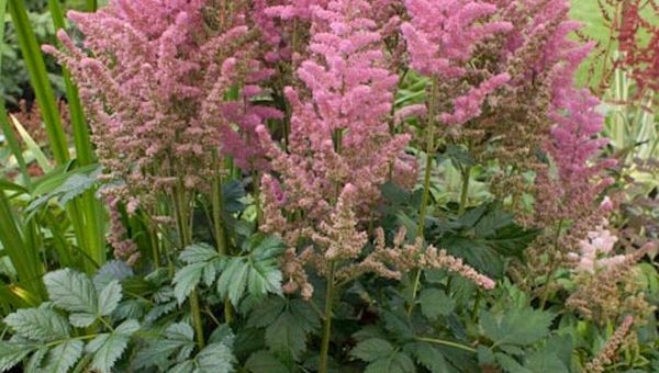 Астильба описание и фото – сорта и виды на фото с названиями, многообразие низкорослых и высоких сортов, от фиолетового дождя до курчавого лилипута