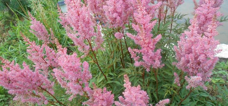 Астильба почвопокровная фото – Астильба (фото). Астильба Арендса, Астильба китайская, Астильба японская, другие виды и сорта астильбы