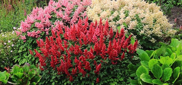 Астильба виды – Астильба (фото). Астильба Арендса, Астильба китайская, Астильба японская, другие виды и сорта астильбы