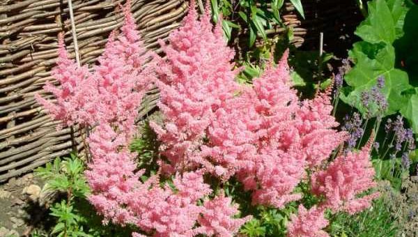 Астильба желтая – Астильба – популярные сорта, размножение, выращивание, уход, фото и видео