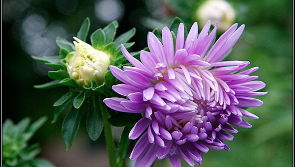 Астра описание растения – Астра однолетняя, описание растения, биологические и декоративные характеристики, классификация, ботаническое название. — 8 Июля 2014