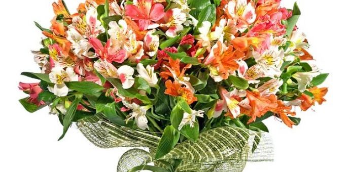 Астрометрия цветы – характеристика цветов, лучшие сорта, посадка, уход, полив, подкормка, подготовка к зиме, размножение, использование в дизайне сада, сочетание с другими цветами при посадке и составлении букетов