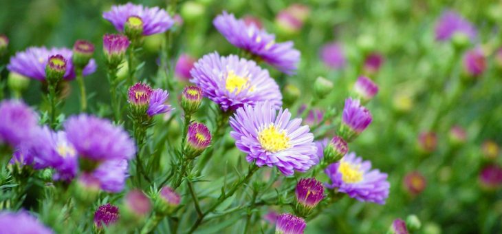 Астры фото сорта – Цветы астры – фото, выращивание, сорта астр. Уход за астрой. Многолетние астры, однолетние астры (каллистефус)
