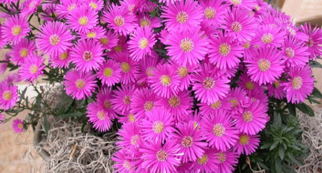 Астры голубые – Астра многолетняя — посадка и уход, описание сортов Альпиской, Новобельгийской, кустарниковой астры, видео