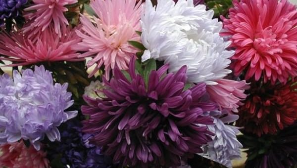 Астры махровые – как выглядит Американская красавица, итальянская, новые сорта, виды, семена, видео