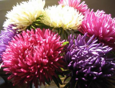 Астры пионовидные – Астры: выращивание из семян и особенности ухода фото пионовидных цветков