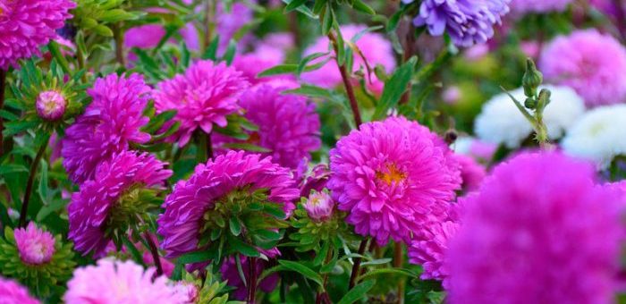 Астры помпонные фото – Астры посадка и уход в открытом грунте, выращивание, размножение, фото сортов с описанием