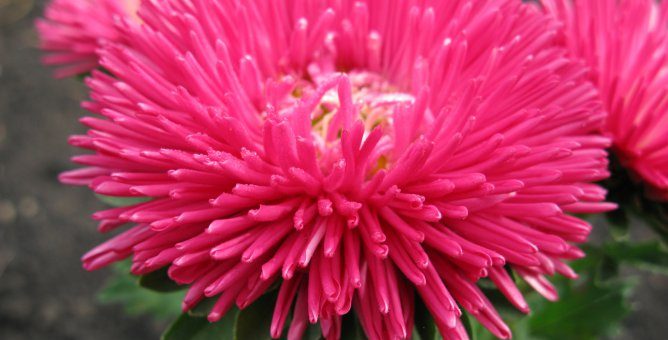 Астры семена как выглядят – Какой цветок брать у астры на семена. Выращивание однолетних астр. Когда сеять семена астры на рассаду