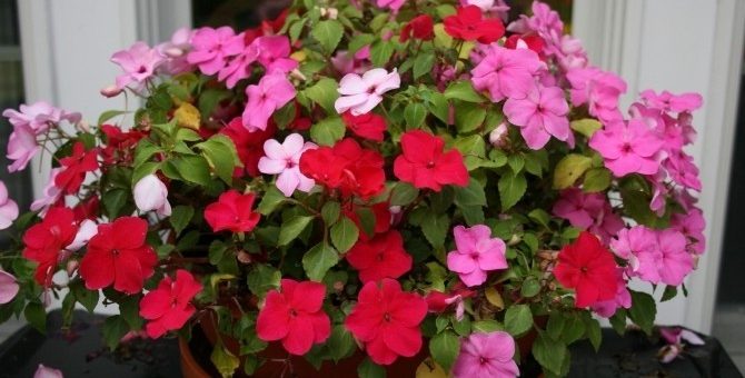 Бальзамин цветы фото