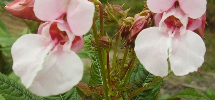 Бальзамин дикий