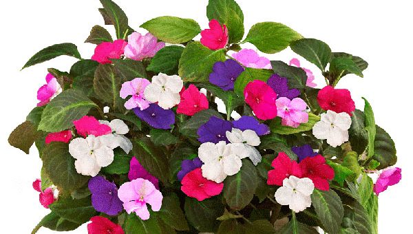 Бальзамин лесной фото – Бальзамин дикий: что это за растение, чем оно полезно и не является ли сорняком, а также советы, как вырастить на приусадебном участке и много фото