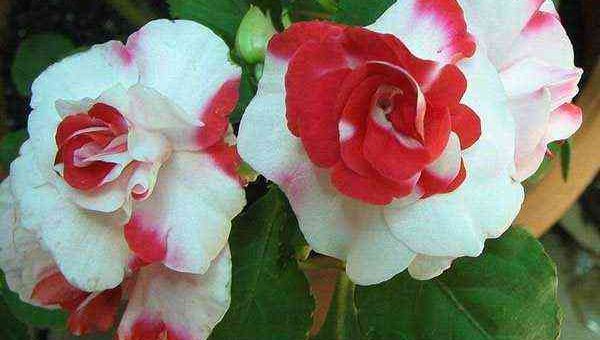 Бальзамин однолетний сорта – уход за растением и трудности его выращивания, посадка травянистого многолетника в открытый грунт, фото и описание комнатного и садового цветка