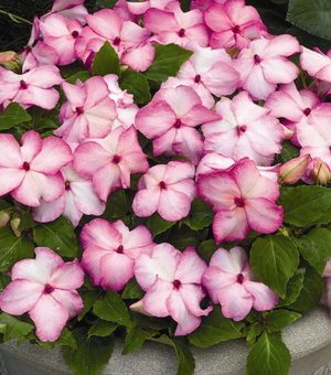 Бальзамин розовый махровый фото – ботаническое описание, особенности и фото сортов Уоллера, Афина с розовыми, белыми, другими цветками, а также советы по уходу в домашних условиях