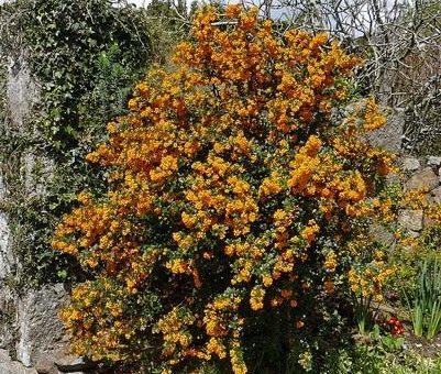 Барбарис желтый посадка и уход – Барбарис. Кустарник. Сорта. Ягода. Уход, выращивание, размножение. Болезни и вредители. Фото. — Ботаничка.ru