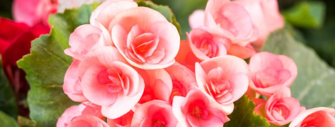 Бегонии цветы – фото и как за ним ухаживать, размножение, почему не цветет, виды (в том числе вечноцветущая) и их особенности