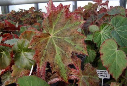 Бегонии фото декоративно лиственные – что это за вид комнатного растения, нюансы ухода и размножения в домашних условиях, а также фото с названиями сортов