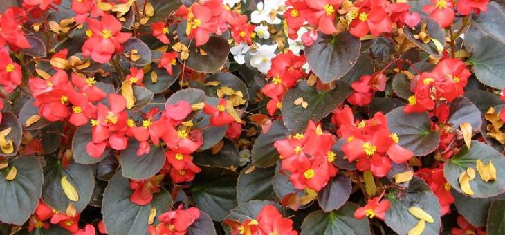 Бегонии виды и сорта каталог – названия и фото, описание сортов комнатного растения, а также какие классификации бывают и что за уход нужен цветку в домашних условиях?