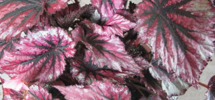 Бегония декоративнолистная – что это за вид комнатного растения, нюансы ухода и размножения в домашних условиях, а также фото с названиями сортов